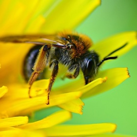 Rozmyslete si, jestli chcete opravdu vyrábět pampeliškový „med", co je pojem, který včelaři neradi slyší. K medové konzistenci se musí pampelišky dlouho povařit a ztratí zdraví prospěšné látky.
