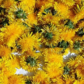 Místo proplachování pod tekoucí vodou nechte pampelišky rozložené třeba na plechu, ideálně venku. Broučci v klidu odejdou...