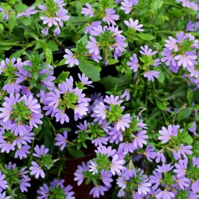 Scaevola neboli vějířovka miluje slunce, nevadí jí vítr ani déšť.