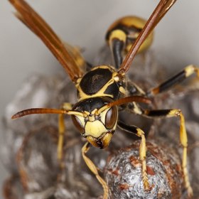 Do úrovně bolesti číslo jedna patří vosa Mischocyttarus flavitarsis, která se vyskytuje v Severní Americe.