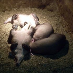 Pokud se půjdete podívat na hrabáče do zoo přes den, naskytne se vám tento pohled. Jde totiž o noční zvíře. Aktivního hrabáče lze sledovat v průběhu večerních prohlídek.