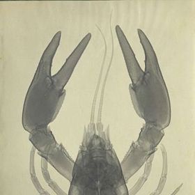 Rentgenové snímky zvířat jsou nedílnou součástí práce veterinářů.