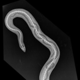 Rentgenové snímky jsou zajímavé ale i pro laiky. Díky nim vidíme, jak vypadají různá zvířata uvnitř.