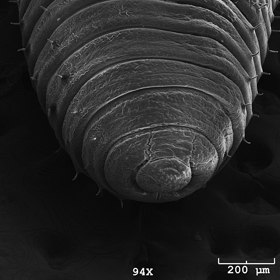 Kdo má zahradu, setkává se s tímto tvorem často. Jde o hlavu žížaly.