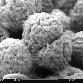 Takto vypadají pod mikroskopem řasy.