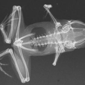 Takto vypadá pod rentgenem parosnička - nejmenší žába na světě.