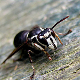 Stejně jako sršňi Dolichorespula maculata, kterým se přezdívá holohlaví. 