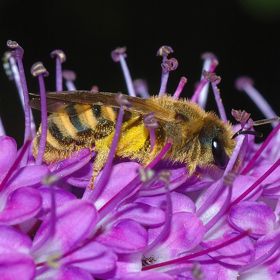 Bodnutí ploskočelky je prý téměř bezbolestné. 