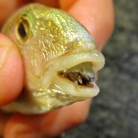 Parazitický korýš cymothoa má spadeno na ryby.