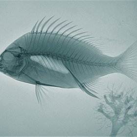 Neméně zajímavě se pod rentgenem jeví i ryby. Působí až strašidelně.