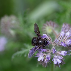Včela drvodělka je plaché stvoření, obvykle odletí, jen co spatří člověka.