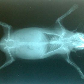 Mohou díky nim zjistit zdravotní stav a zranění živočichů, třeba jako u tohoto ježka bělobřichého.