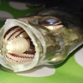 Prakticky jim nahradí jazyk. Živí se jejich krví a zbytky potravy.