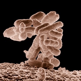 Escherichia coli, bakterie, která se zcela běžně vyskytuje v lidském trávicím traktu. 