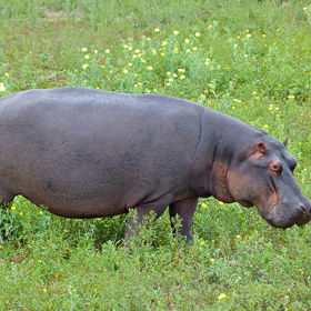 ...kdyby neměli agresivní a nervní povahu.