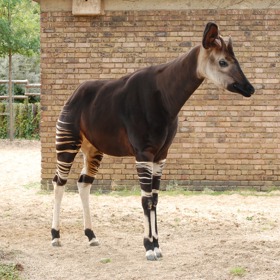 U nás je okapi k vidění v Safari Parku Dvůr Králové.