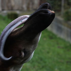 Zdánlivě nepochopitelná fotografie ukazuje, jak dlouhý a ohebný jazyk má okapi.