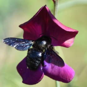 Dlouho se totiž vyskytovala v zemích jižní Evropy, k nám ji „posílá" globální oteplování.