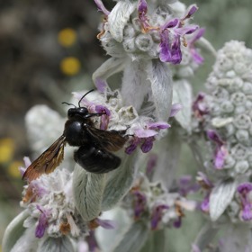 Larvy včely drvodělky jsou oblíbenou potravou pro datla.