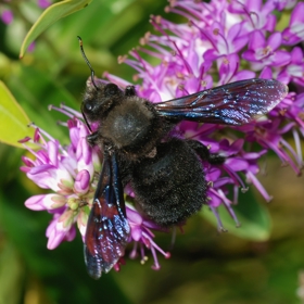 Neobvyklé černé zbarvení včely drvodělky nebylo v našich končinách k vidění téměř sto let. 