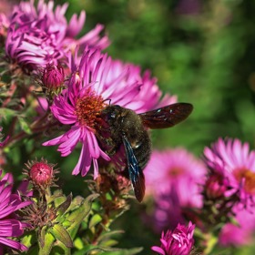 Včela drvodělka je vedle černého zbarvení pověstná také kožíškem, který má za hlavou.