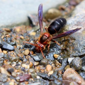 Zmínku o tom najdeme již v jejich eposu Popol Vuh.