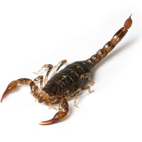 Obránci hradeb je vrhali na vojáky v hliněných hrncích.