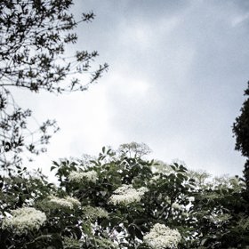 Bez černý je sice keř, ale případě dobrých podmínek může vyrůst až do výšky 10 metrů a to už snese označení malý strom.