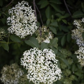Květy bezu černého je ideální sbírat kolem jedenácté hodiny a před úplným rozvinutím. Pozor také na období krátce po dešti. Když jsou květy vlhké, rychle nám zhnědnou.