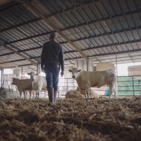 Britská vláda věděla o nemoci šílených krav již od roku 1984.