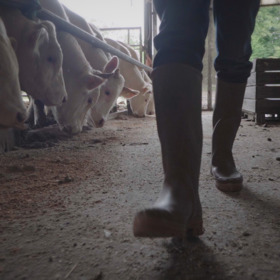 Kvůli byznysu, a zejména exportu do Francie a Německa, se však snažila vše ututlat. 