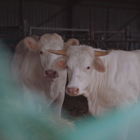Lidé začali kvůli BSE trpět Creutzfeldt-Jakobovou chorobou.