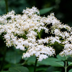 Bez černý květe několik týdnů na přelomu května a června.