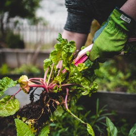 Rebarbora obsahuje kyselinu šťavelovou, proto nejíme její listy, ale jen pečlivě oloupané řapíky.