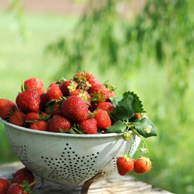 Jahody mají vysoký obsah vitamínu C, ale také A, B a E.