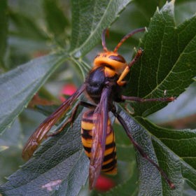 Sršně zase využívali Mayové.