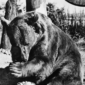 Po demobilizaci našel Wojtek domov v zoo v Edinburghu.