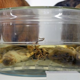 S Krysím králem se můžeme setkat i v muzeích.