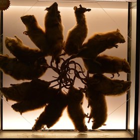 Obvykle ale jde o podvrhy, které vytvořili lidé za účelem rychlého zisku. 