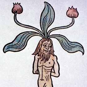 Kořeny mandragory se dle tvaru rozdělovaly na mužské...