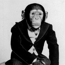 Sympatický šimpanz Fred vydělal stanici NBC miliony. 
