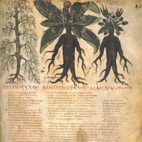 Díky svým vlastnostem se mandragora využívala v lékařství i magii.