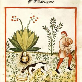 Mandragora byla v historii opředena mnoha mýty. Jedním z nich byl ten, že při vykopání velmi nepříjemně křičí.