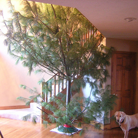 10 nejhorších vánočních stromečků, ze kterých by děti měly slzy na krajíčku!