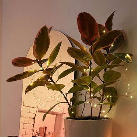 2. Zamotané v rostlině.