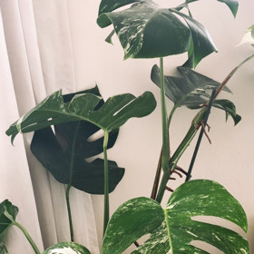 Cena panašované monstery, kterou Štěpánka dostala k pětadvacátinám od svých kamarádů, se pohybuje v řádech tisíců korun.