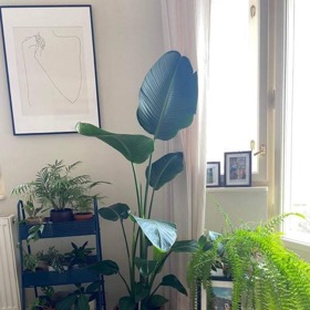 Hereččin byt připomíná menší džungli. Rostliny si původně pořídila, aby jí v prvním pronájmu nebylo smutno. Sbírka se postupně rozrůstá.