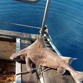 Italské námořnictvo vylovilo v roce 2021 ze Středozemního moře věru podivný úlovek. Mrtvá ryba byla již značně nafouklá, nakonec se však zjistilo, že jde o žraloka ostnatého, jehož tvář připomíná... prase. Navíc, pokud jej vytáhnete z vody živého, vydává zvuk podobný kvičení. 
