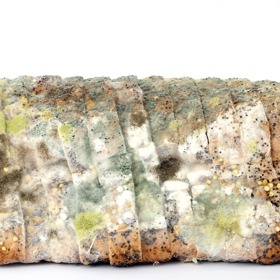 Plesnivý chléb sloužil k dezinfekci ran již ve starověkém Egyptě. Fungovalo to. 
