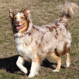 Amy je australský ovčák a ráda tráví čas ve společnosti svých páníčků. 